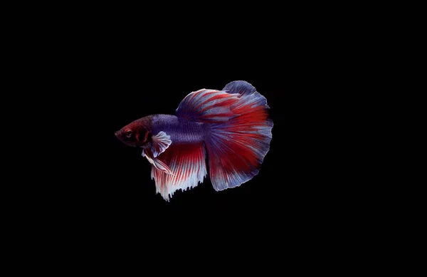 Слайер Halfmoon Blue Betta Купанг Сиамская Рыба Fifting Black Backgroun — стоковое фото