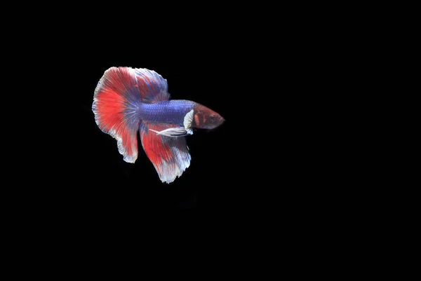 美丽的蓝色和红色半月形古邦 贝塔或暹罗战斗鱼 在黑色背景 — 图库照片