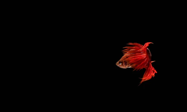 Betta Roja Cupang Siamese Peces Lucha Serit Crowntail Fondo Negro —  Fotos de Stock