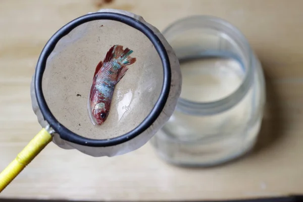 Büyük Ölüm Galaksisi, Renkli Cupang veya Betta veya Savaşan Siyam Balığı