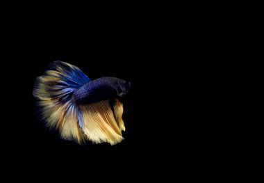 Yarım Ay Sarı Kuyruk Mavi Gövde Cupang, Betta, Siyam Dövüşen Balığı, Kara Sırtüstü Yalıtılmış