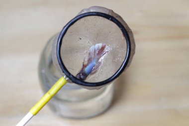 Küçük Ölü Renkli Yarım Ay, Cupang veya Betta veya Savaşan Siyam Balığı 