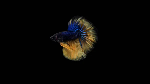 Half Moon Yellow Tail Blue Body Cupang Betta Siamesischer Kampffisch — Stockfoto