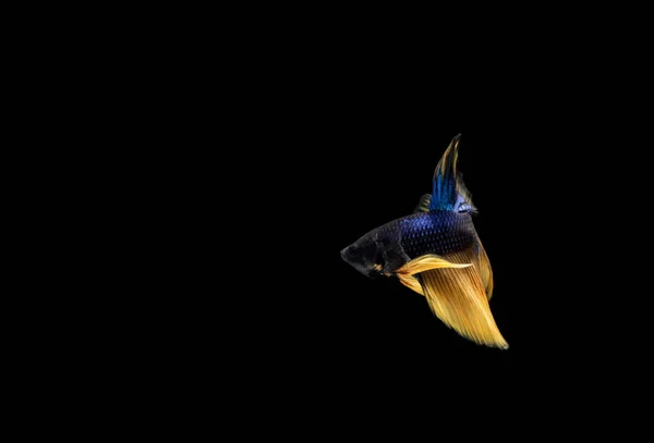 Caçador Half Moon Yellow Tail Blue Body Cupang Betta Siamês — Fotografia de Stock