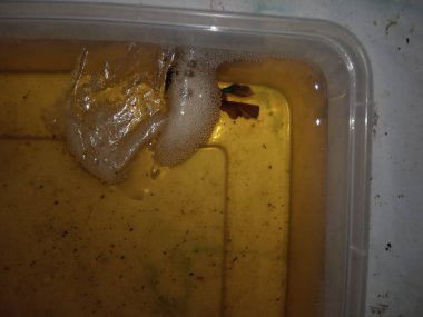 Top View, Flat Lay, Cupang, Betta, Siamese Fighting Fish Eggs and Bubbles, Crown tail male melez, ve ketapang veya katapang su yüzeyinde plakçı kadın