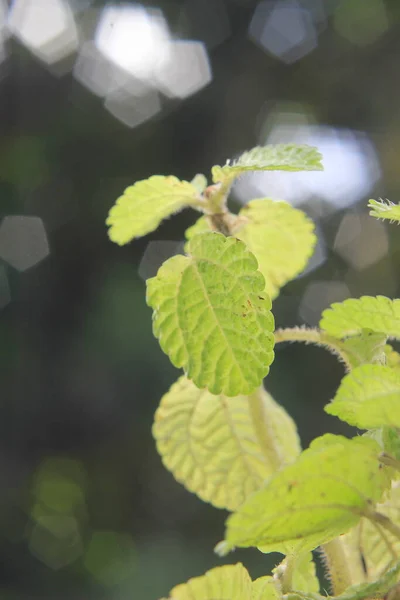 Minze Kleine Pflanze Der Morgensonne — Stockfoto