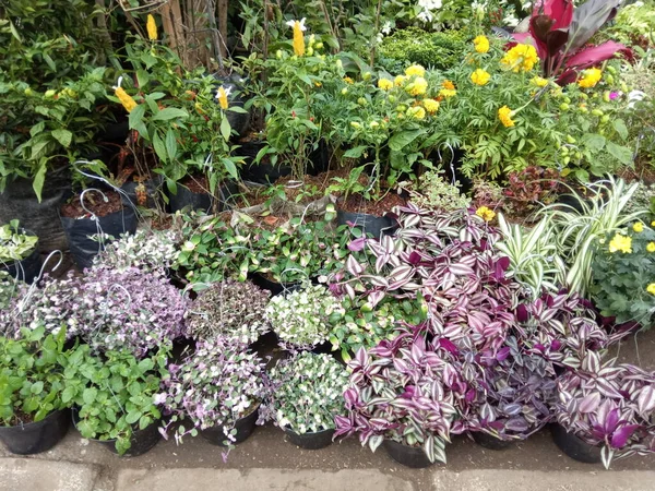 Photo Plant and Flower Seller