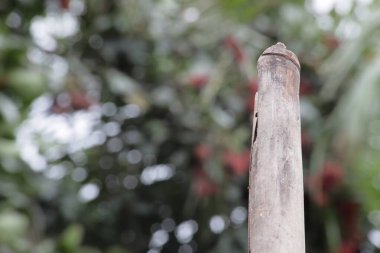 Görüntü ve Bokeh Ağacı Yeşil Arkaplanındaki Bambu Direği Fotoğraf Kırıntısı
