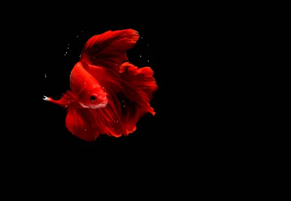 Super Red Halfmoon Cupang Betta Siamese Fighting Fish Bubble Isolated — 스톡 사진