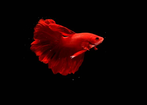 Super Red Halfmoon Cupang Betta Peces Siameses Lucha Más Allá —  Fotos de Stock