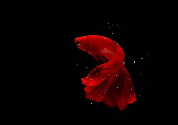 Super Red Halfmoon Cupang Betta Siamese Fighting Fish Bubbles Isolated — Stock Photo, Image
