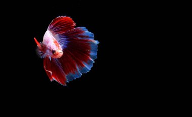 Süper Kırmızı Beyaz ve Mavi Yarım Ay Süslü, Cupang, Betta, Baloncukların ötesinde siyam balığı, Blac 'ta izole edilmiş