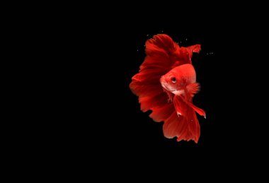 Süper Kızıl Ay, Cupang, Betta, Baloncukların ötesinde savaşan siyam balığı, Blac 'ta izole edilmiş.