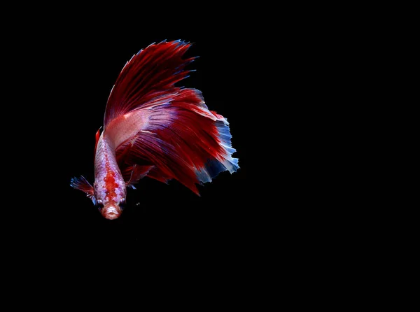 超级红白色和蓝色的半月形幻想 暹罗战斗鱼超越泡沫 隔离在火焰 — 图库照片