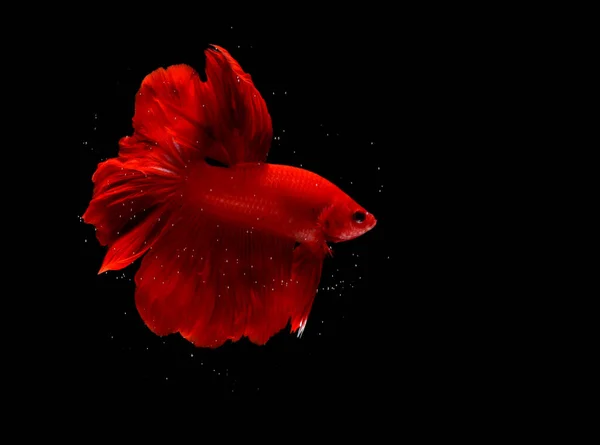 Super Red Půlměsíc Cupang Betta Siamské Bojující Ryby Mimo Bubliny — Stock fotografie