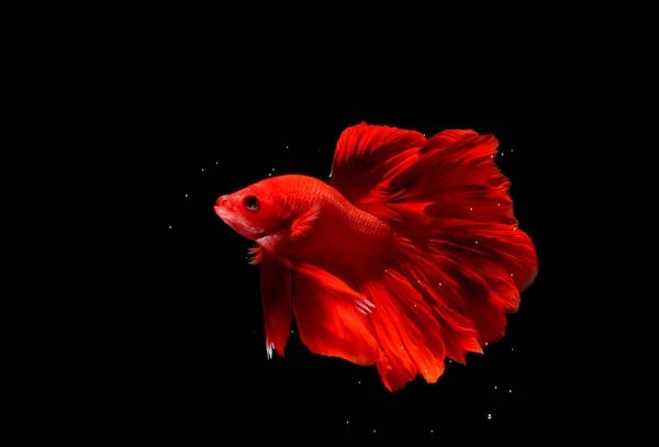 Super Red Halfmoon Cupang Betta Siamese Fighting Fish Bubble Isolated — 스톡 사진