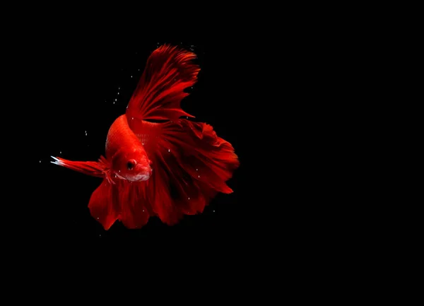Süper Kızıl Cupang Betta Baloncukların Ötesinde Savaşan Siyam Balığı Blac — Stok fotoğraf