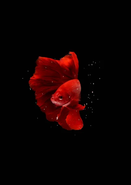 Super Red Halfmoon Cupang Betta Siamese Fighting Fish Bubbles Isolated — Stock Photo, Image