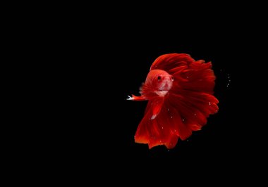 Süper Kızıl Ay, Cupang, Betta, Baloncukların ötesinde savaşan siyam balığı, Blac 'ta izole edilmiş.