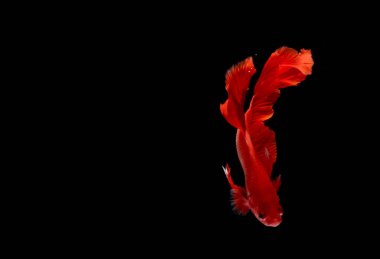 Süper Kızıl Ay, Cupang, Betta, Baloncukların ötesinde savaşan siyam balığı, Blac 'ta izole edilmiş.