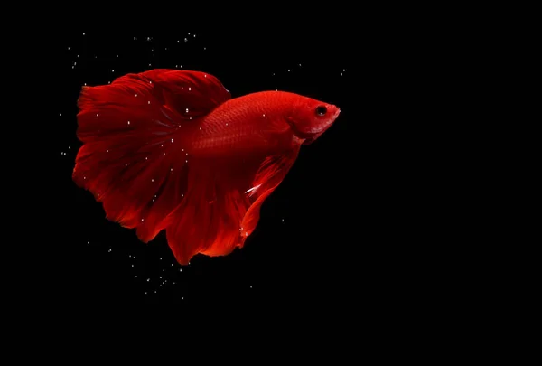 Süper Kızıl Cupang Betta Baloncukların Ötesinde Savaşan Siyam Balığı Blac — Stok fotoğraf