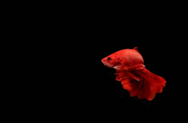 Super Red Půlměsíc Cupang Betta Siamské Bojující Ryby Mimo Bubliny — Stock fotografie