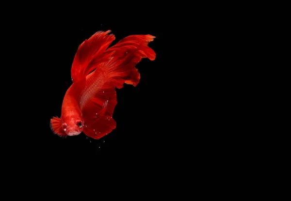 Super Red Půlměsíc Cupang Betta Siamské Bojující Ryby Mimo Bubliny — Stock fotografie