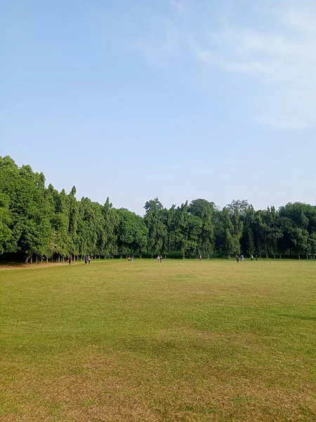 Rumput Dan Pohon Lapangan Pagi Hari — Stok Foto