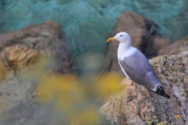 Düşünceler bir martı