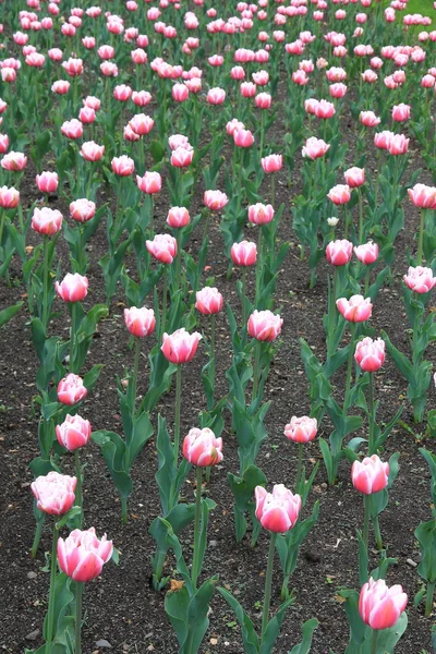 Балет тюльпанов — стоковое фото