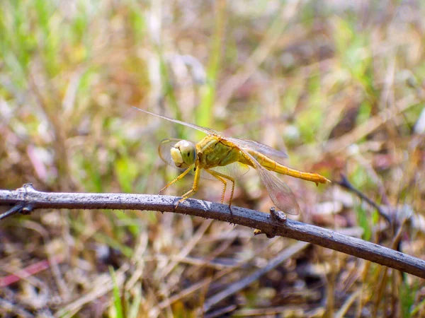 Golden Dragonfly Rest Branch — Stock Photo, Image