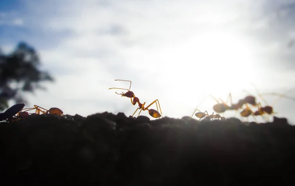 Red Ant Primer Plano Escena — Foto de Stock