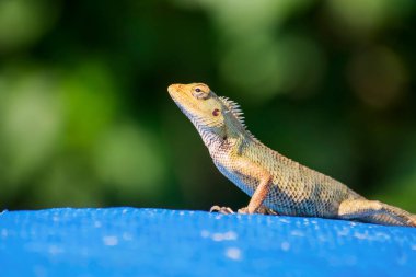 Güzel bukalemun, yakın görüş. Hint bukalemunu güneş banyosu.