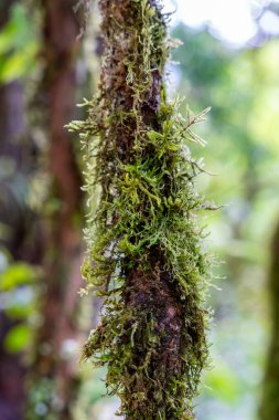 Peru 'nun nemli yağmur ormanlarındaki bir ağaç gövdesinde yetişen yeşil yosunlar doğal dokuyu, bitki örtüsünü, nemi, bitki örtüsünü, bitki örtüsünü, ekosistemi, habitatı, biyolojiyi, botaniği ve vahşi tropikal çevreyi gösteriyor..