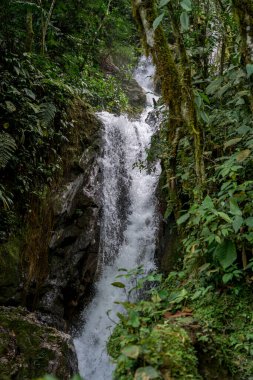 Tingo Mara Peru yağmur ormanlarındaki tropik şelale yosunlu kayaların arasına düşüyor ve yoğun bitki örtüsü, nem, tatlı su, ekosistem, bitki örtüsü, habitat ve yemyeşil doğal ortam ile çevreleniyor..