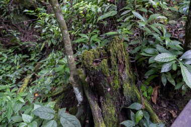 Peru 'nun nemli yağmur ormanlarında yosun kaplı ve yoğun yeşil bitki örtüsüyle çevrili yaşlı ağaç kütüğü. Doğal dokular, tropikal bitki örtüsü, toprak, çürüme ve biyolojik çeşitlilikteki orman ekosisteminde orman çevresi..