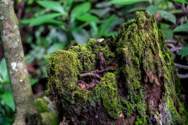 Peru yağmur ormanlarındaki yosun kaplı ağaç kütüğü yoğun yeşil bitki örtüsüyle çevrili. Görüntü organik bozulmayı, nemi, doğal dokuları, tropikal bitki örtüsünü ve nemli bir orman ekosisteminin biyolojik çeşitliliğini gösteriyor..