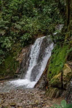 Peru yağmur ormanlarındaki kayaların ve köklerin üzerinden akan tropik şelale. Yosun, yoğun bitki örtüsü ve nem ile çevrelenen sahne doğal dokular, tropikal bitki örtüsü, tatlı su ve orman ekosisteminin zenginliğini gözler önüne seriyor..