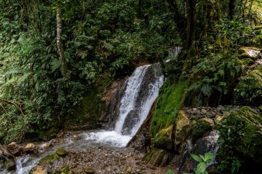 Peru yağmur ormanlarındaki kayaların ve köklerin üzerinden akan tropik şelale. Yosun, yoğun bitki örtüsü ve nem ile çevrelenen sahne doğal dokular, tropikal bitki örtüsü, tatlı su ve orman ekosisteminin zenginliğini gözler önüne seriyor..