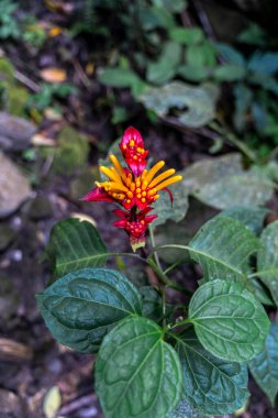 Peru yağmur ormanlarında kırmızı ve sarı yapraklı vahşi tropikal çiçek. Parlak renkler, botanik detaylar, yeşil yapraklar ve doğal tropikal bitki örtüsü bunu orman bitkisinin canlı bir temsili yapar..