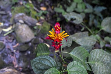 Peru yağmur ormanlarında kırmızı ve sarı yapraklı vahşi tropikal çiçek. Parlak renkler, botanik detaylar, yeşil yapraklar ve doğal tropikal bitki örtüsü bunu orman bitkisinin canlı bir temsili yapar..