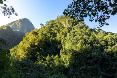 Peru 'daki dağ ormanları. Tepenin yamacında canlı tropikal bitki örtüsü ve güneş ışığı var. Yeşilliği gösteren doğal bir sahne, doğa, seyahat ve çevre temaları için mükemmel..