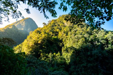 Peru 'daki dağ ormanları. Tepenin yamacında canlı tropikal bitki örtüsü ve güneş ışığı var. Yeşilliği gösteren doğal bir sahne, doğa, seyahat ve çevre temaları için mükemmel..