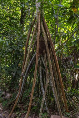 Socratea exorrhiza Peru yağmur ormanlarında yapışkan avuç, yoğun tropikal bitki örtüsü ve Tingo Maria ormanlarında doğal dokularla çevrili yüksek hava köklerini sergiliyor..