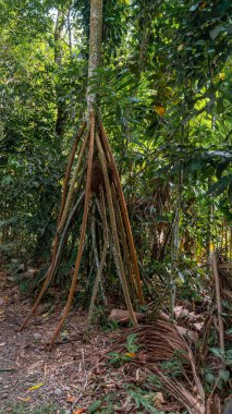 Socratea exorrhiza Peru yağmur ormanlarında yapışkan avuç, yoğun tropikal bitki örtüsü ve Tingo Maria ormanlarında doğal dokularla çevrili yüksek hava köklerini sergiliyor..