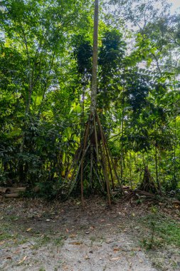 Socratea exorrhiza Peru yağmur ormanlarında yapışkan avuç, yoğun tropikal bitki örtüsü ve Tingo Maria ormanlarında doğal dokularla çevrili yüksek hava köklerini sergiliyor..