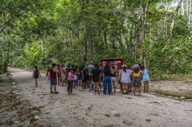 Turistler, yoğun tropikal bitki örtüsü ve Peru ormanlarının açık hava macerasını ön plana çıkaran doğal orman manzarasıyla çevrili Tingo Maria Ulusal Parkı 'nda bir yağmur ormanı patikası boyunca yürürler ve toplanırlar..