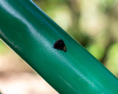 Açık havada yeşil metal bir yüzey üzerinde dinlenen küçük kelebek, karanlık kanatları, doğal ışığı, detaylı dokuları, bulanık arka planı ve sakin ve basit doğal bir sahnede narin böcek özelliklerini gösterir..