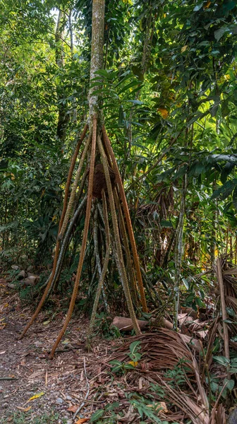 Socratea exorrhiza Peru yağmur ormanlarında yapışkan avuç, yoğun tropikal bitki örtüsü ve Tingo Maria ormanlarında doğal dokularla çevrili yüksek hava köklerini sergiliyor..