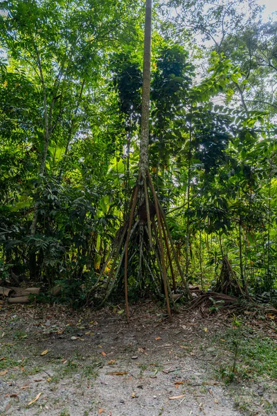 Socratea exorrhiza Peru yağmur ormanlarında yapışkan avuç, yoğun tropikal bitki örtüsü ve Tingo Maria ormanlarında doğal dokularla çevrili yüksek hava köklerini sergiliyor..